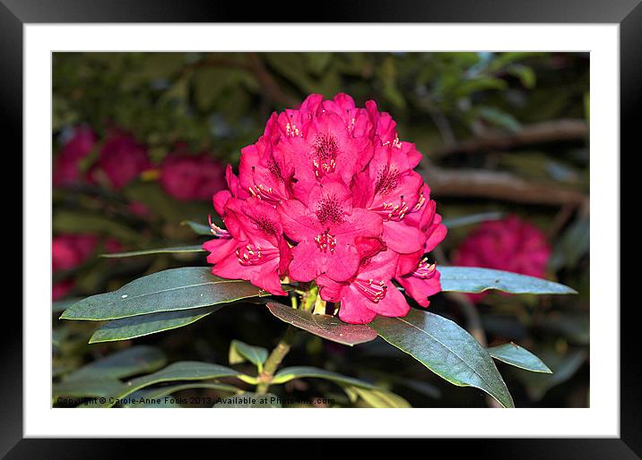 Red Rhododendrons Framed Mounted Print by Carole-Anne Fooks
