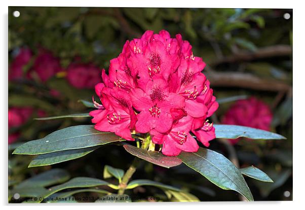 Red Rhododendrons Acrylic by Carole-Anne Fooks