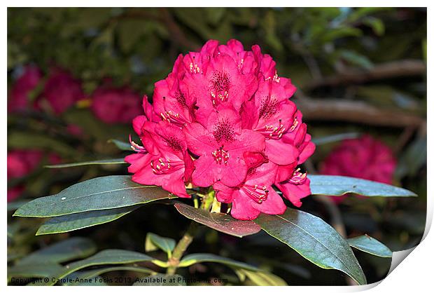 Red Rhododendrons Print by Carole-Anne Fooks