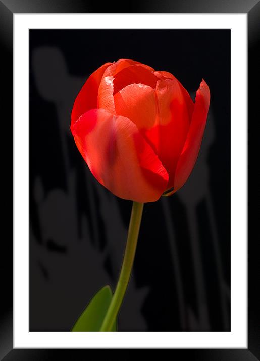 Tulip Shadows Framed Mounted Print by Mark Llewellyn