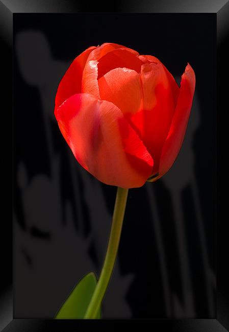 Tulip Shadows Framed Print by Mark Llewellyn