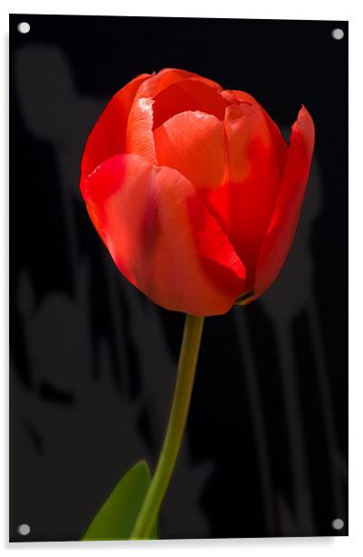 Tulip Shadows Acrylic by Mark Llewellyn