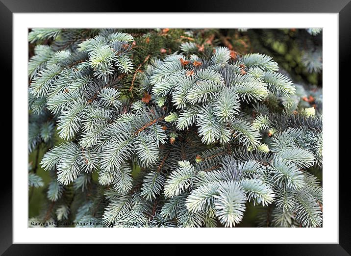 Spring Foliage Framed Mounted Print by Carole-Anne Fooks