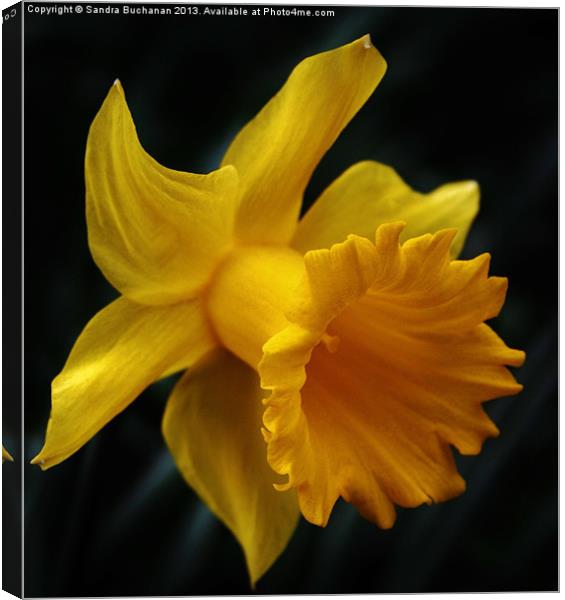 Daffodil Canvas Print by Sandra Buchanan
