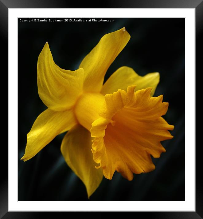 Daffodil Framed Mounted Print by Sandra Buchanan