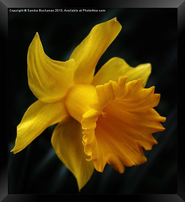 Daffodil Framed Print by Sandra Buchanan