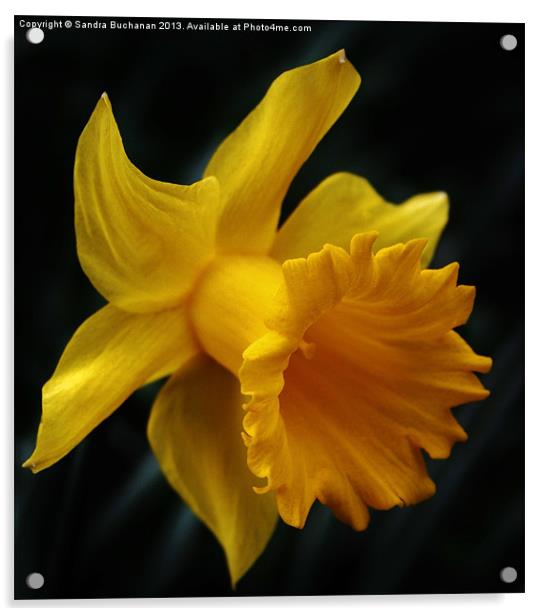 Daffodil Acrylic by Sandra Buchanan