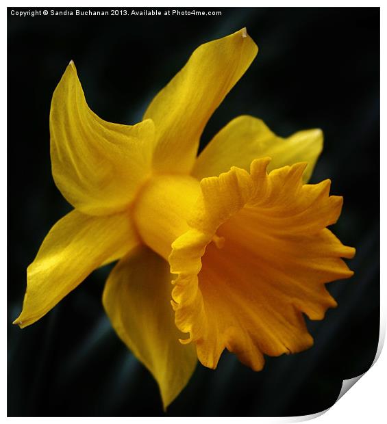 Daffodil Print by Sandra Buchanan