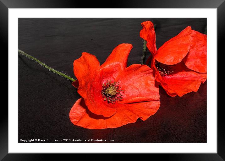 Poppies Framed Mounted Print by Dave Emmerson