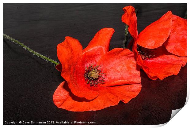Poppies Print by Dave Emmerson