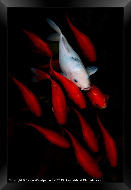 Standing out Framed Print by Panas Wiwatpanachat