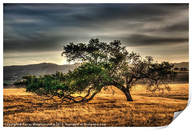 Lone Oak Print by Panas Wiwatpanachat