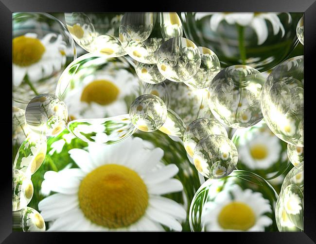 Daisy Bubbles Framed Print by eamonn siu