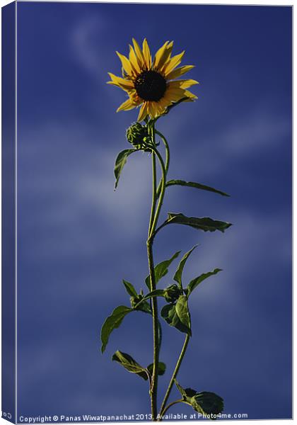 Sunflower Canvas Print by Panas Wiwatpanachat