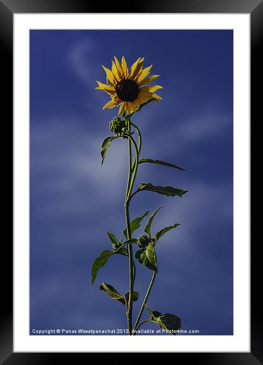 Sunflower Framed Mounted Print by Panas Wiwatpanachat