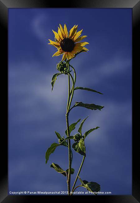 Sunflower Framed Print by Panas Wiwatpanachat