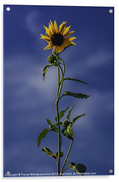 Sunflower Acrylic by Panas Wiwatpanachat