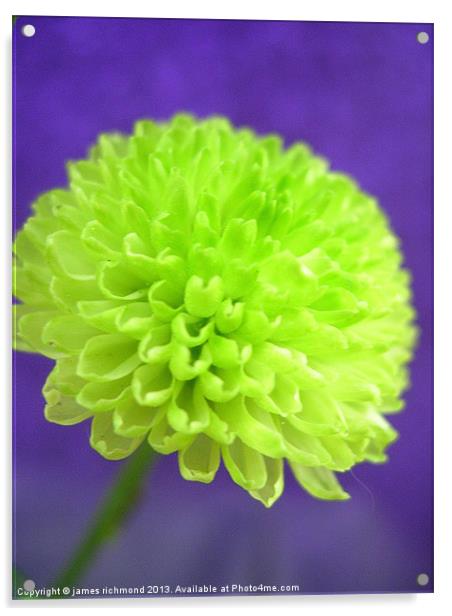 Green Button Pompon - Chrysant Acrylic by james richmond