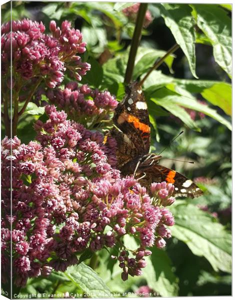 Radiant Red Admiral! Canvas Print by Eleanor McCabe