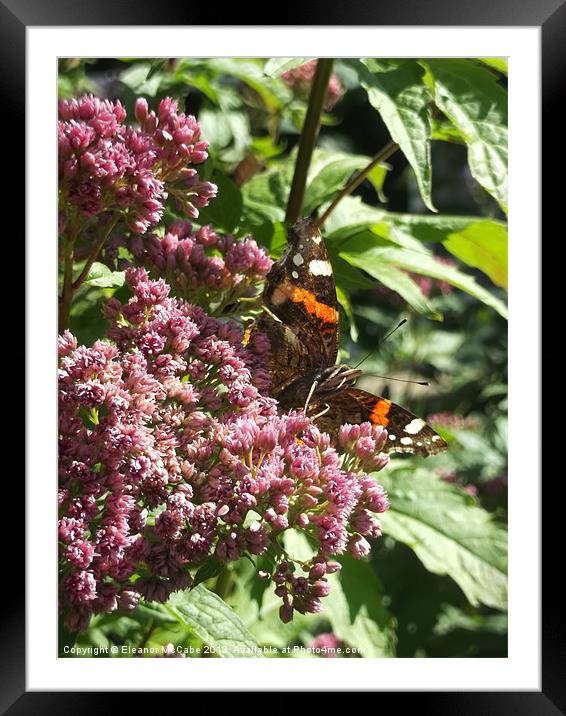 Radiant Red Admiral! Framed Mounted Print by Eleanor McCabe