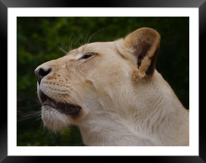 Is this my best side ? Framed Mounted Print by sharon bennett