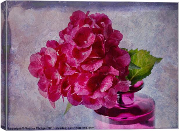 Pink Hydrangea Still LIfe Canvas Print by Sandra Pledger