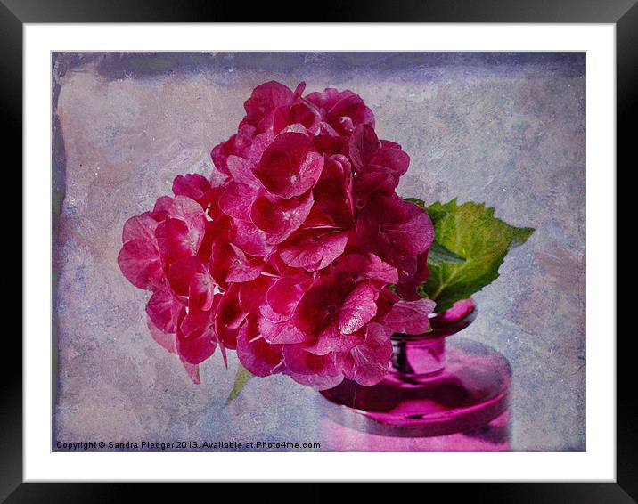 Pink Hydrangea Still LIfe Framed Mounted Print by Sandra Pledger