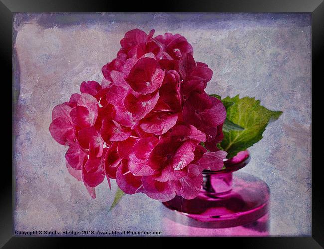 Pink Hydrangea Still LIfe Framed Print by Sandra Pledger