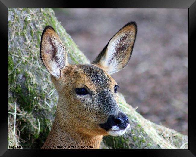 Baby Deer Framed Print by kelly Draper