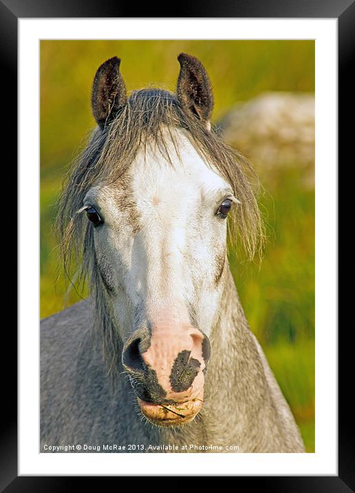 Welsh Pony Framed Mounted Print by Doug McRae