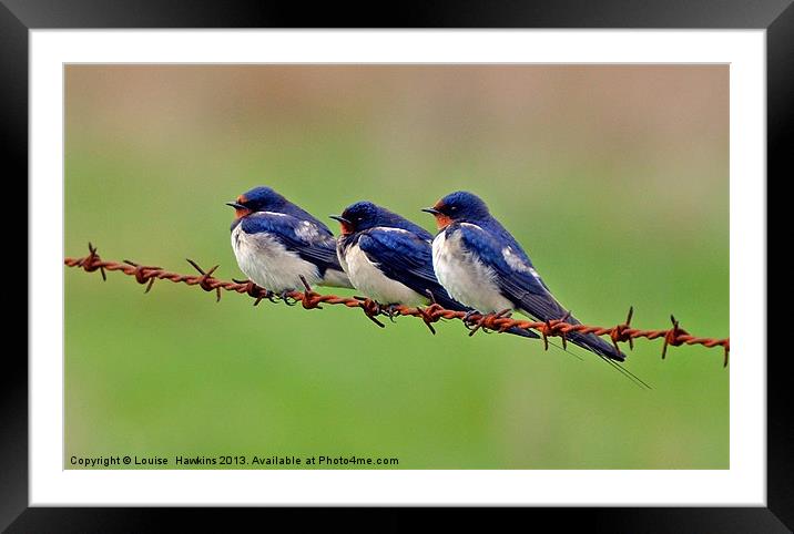 Swallows Resting Framed Mounted Print by Louise  Hawkins
