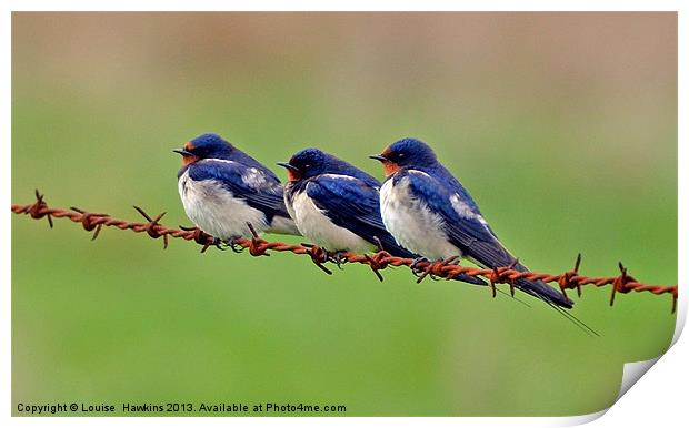 Swallows Resting Print by Louise  Hawkins