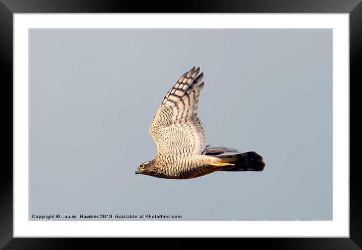 Sparrow hawk in Flight Framed Mounted Print by Louise  Hawkins