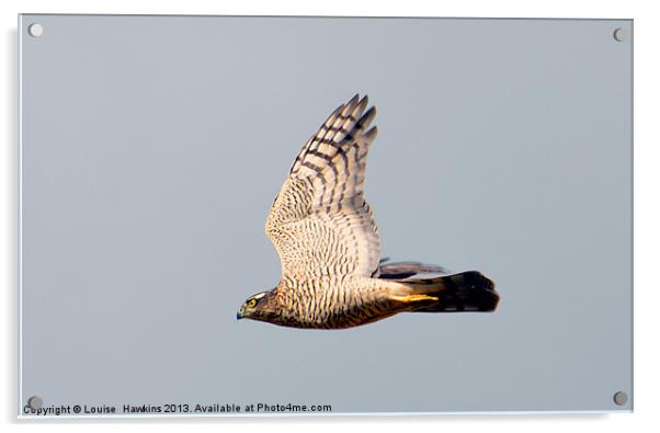 Sparrow hawk in Flight Acrylic by Louise  Hawkins