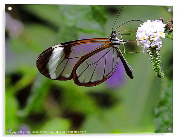 Glasswing Butterfly feeding Acrylic by philip clarke