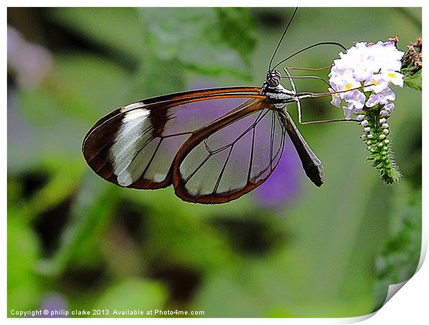 Glasswing Butterfly feeding Print by philip clarke