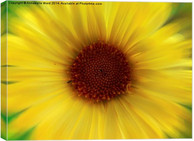Yellow Flower Canvas Print by Annabelle Ward