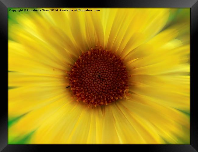 Yellow Flower Framed Print by Annabelle Ward
