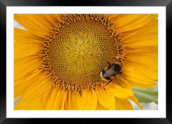 Sunflower Framed Mounted Print by Paul Want