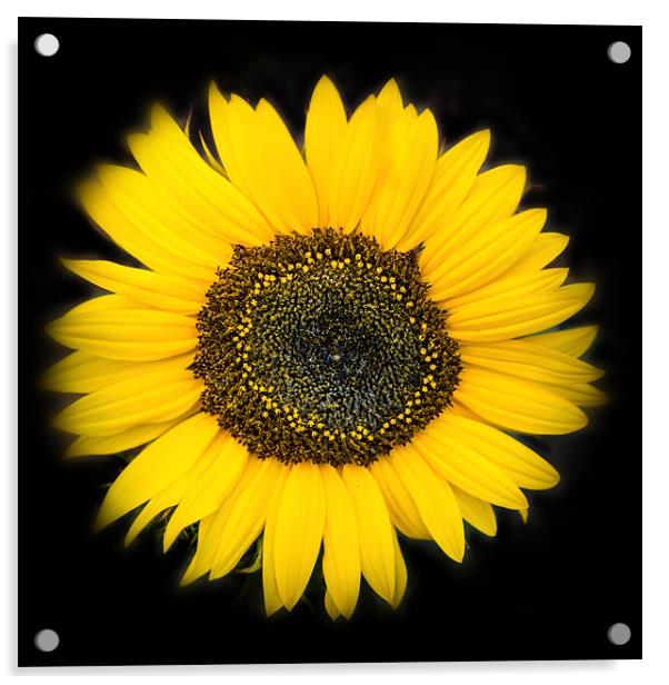 Sunbusrst Flora Acrylic by Ian Johnston  LRPS