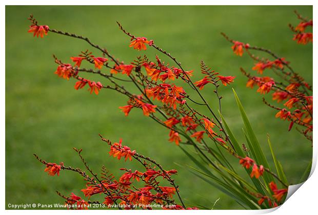 Orange Crocosmia in the Garden Print by Panas Wiwatpanachat