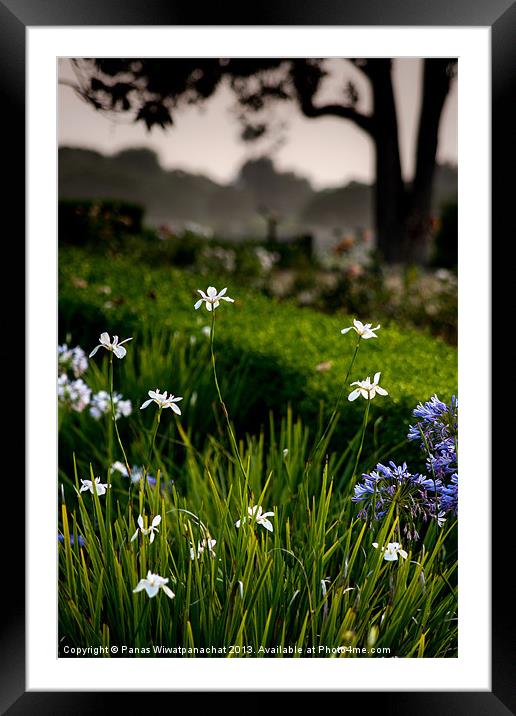 White Iris in the Garden Framed Mounted Print by Panas Wiwatpanachat