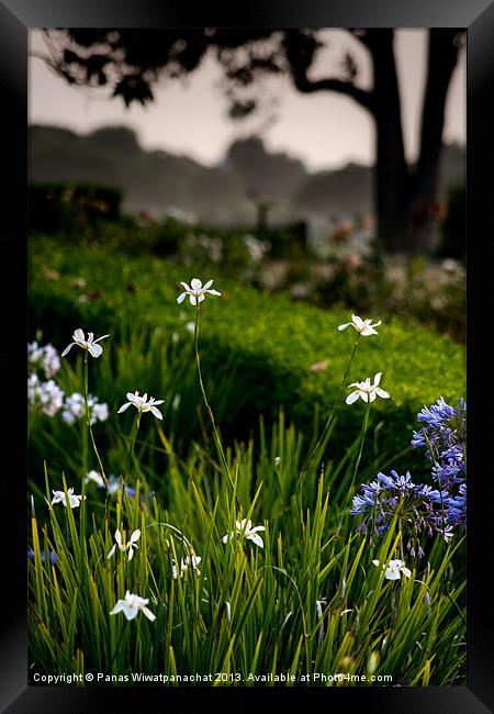 White Iris in the Garden Framed Print by Panas Wiwatpanachat