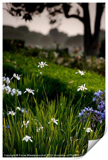 White Iris in the Garden Print by Panas Wiwatpanachat