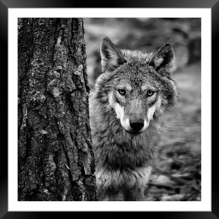 The Eyes of the Wolf Framed Mounted Print by Andy McGarry