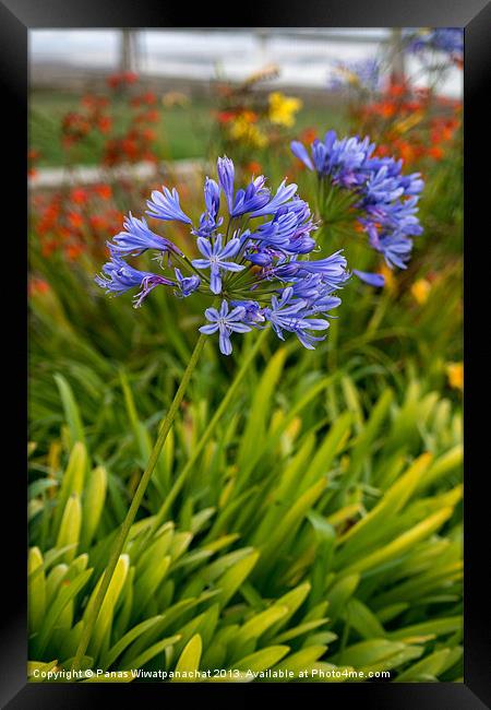 Garden by the Beach Framed Print by Panas Wiwatpanachat