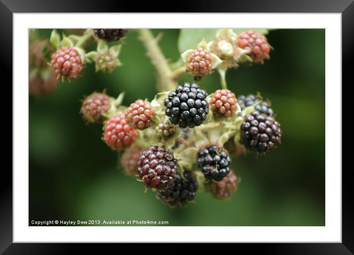 Very Berry Framed Mounted Print by Hayley Dew