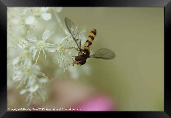 Posing Fly Framed Print by Hayley Dew