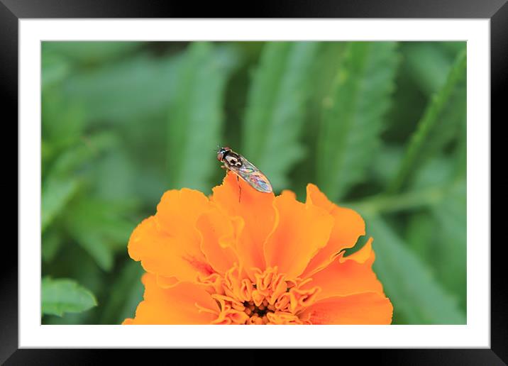 Flower Fly Framed Mounted Print by Hayley Dew