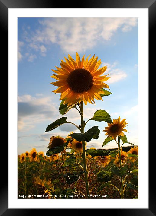 Sunflower Framed Mounted Print by Jules Camfield